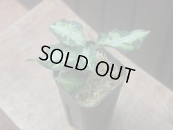 画像2: Aglaonema pictum "type NIRVASH" from Pulau Nias【AZ0611-3】verMES