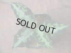 画像1: Aglaonema pictum "type NIRVASH" from Pulau Nias【AZ0611-3】verMES