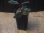 画像5: Homalomena sp. "Honey Bee Blk" from Kapuas【AZ0317-5】 (5)