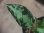 画像3: Aglaonema pictum "type NIRVASH" from Pulau Nias【AZ0611-3】verMES (3)