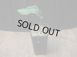 画像4: Aglaonema pictum "Multicolor" BNN from Sibolga timur【AZ0218-3】2号機