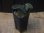 画像4: Homalomena sp. "Sunshine" BNN from Sibolga timur【AZ0322-2】赤茶葉 (4)