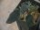 画像3: Homalomena sp. "Honey Bee Blk" from Kapuas【AZ0317-5】 (3)