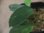 画像3: Homalomena sp. "Sunshine" BNN from Sibolga timur【AZ0322-2】緑葉緑軸 (3)