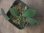 画像2: Homalomena sp. "Sunshine" BNN from Sibolga timur【AZ0322-2】緑葉赤軸 (2)