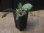 画像5: Homalomena sp. "Sunshine" BNN from Sibolga timur【AZ0322-2】緑葉赤軸 (5)