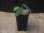 画像4: Homalomena sp. "Sunshine" BNN from Sibolga timur【AZ0322-2】緑葉緑軸 (4)