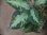 画像3: Aglaonema pictum "type NIRVASH" from Pulau Nias【AZ0611-3】verMES (3)
