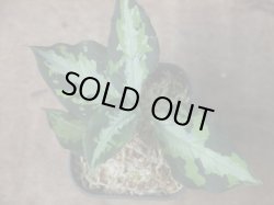 画像1: Aglaonema pictum "type NIRVASH" from Pulau Nias【AZ0611-3】verMES