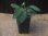 画像5: Homalomena sp. "Sunshine" BNN from Sibolga timur【AZ0322-2】緑葉赤弱（軸） (5)