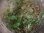 画像1: Pilea imparifolia Colombia2016【tanakay】 (1)