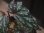 画像1: Begonia cf. laruei from Danau Toba【HW0517-03】 (1)