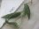 画像2: Philodendron sp. Ecuador2018【tanakay】 (2)