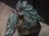 画像2: Begonia cf. laruei from Danau Toba【HW0517-03】 (2)