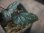 画像2: Begonia cf. laruei from Danau Toba【HW0517-03】 (2)