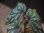 画像1: Begonia cf. laruei from Danau Toba【HW0517-03】 (1)