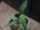 画像2: Aglaonema  vittatum from Pulau Lingga【HW0622-03】 (2)