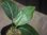 画像3: Aglaonema  vittatum from Pulau Lingga【HW0622-01】 (3)