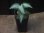 画像3: Aglaonema  pictum  "White Chariot" from Padang【AZ0514-2】ver.福間 (3)