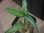 画像2: Aglaonema  vittatum from Pulau Lingga【HW0622-03】 (2)