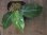 画像1: Aglaonema  vittatum from Pulau Lingga【HW0622-01】 (1)