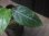 画像2: Aglaonema  vittatum from Pulau Lingga【HW0622-01】 (2)