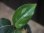 画像2: Aglaonema  vittatum from Pulau Lingga【HW0622-01】 (2)