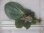 画像1: Phyllagathis rotundifolia Perak Malaysia【R0718-01】 (1)