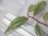 画像1: Begonia sp. "Nanga Pinoh" Melawi Kalimantan barat【TB】 (1)