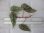 画像3: Begonia cf. laruei from Danau Toba【HW0517-02】 (3)
