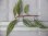 画像3: Begonia sp. "Nanga Pinoh" Melawi Kalimantan barat【TB】 (3)