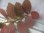 画像2: Begonia jackiana  Bengkulu Sumatera【LA0513-1】 (2)