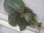 画像2: Phyllagathis rotundifolia Perak Malaysia【R0718-01】 (2)