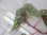 画像1: Begonia cf. laruei from Danau Toba【HW0517-02】 (1)