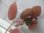 画像2: Begonia jackiana  Bengkulu Sumatera【LA0513-1】 (2)