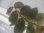 画像1: Begonia jackiana  Bengkulu Sumatera【LA0513-1】 (1)