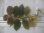 画像3: Begonia jackiana  Bengkulu Sumatera【LA0513-1】 (3)