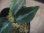 画像2: Aglaonema pictum "ちゃんぷーる" from Padang Sidempuan【AZ0322-1f】 (2)