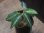 画像1: Aglaonema pictum "ちゃんぷーる"　HD  from Aceh barat【AZ0420-1a】 (1)