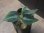 画像1: Aglaonema pictum "ちゃんぷーる" from Padang Sidempuan【AZ0322-1f】 (1)