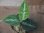 画像2: Aglaonema pictum tricolor "Durian Cutter" DCF from Sibolga Utara【HW0819-06f-2】 (2)