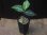 画像4: Aglaonema pictum tricolor "Durian Cutter" DCF from Sibolga Utara【HW0819-06f-2】 (4)