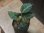 画像3: Aglaonema pictum "ちゃんぷーる" from Padang Sidempuan【AZ0322-1g】 (3)