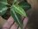 画像3: Aglaonema pictum "ちゃんぷーる"　HD  from Aceh barat【AZ0420-1a】 (3)