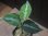 画像1: Aglaonema pictum tricolor "Durian Cutter" DCF from Sibolga Utara【HW0819-06f-2】 (1)