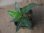 画像1: Aglaonema vittatum from Pulau Lingga【HW0622-03】 (1)