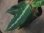 画像3: Aglaonema pictum "ちゃんぷーる" HD  from Aceh barat【AZ1019-2b】 (3)