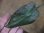 画像1: Cryptocoryne pontederiifolia "Padang sidempuan" Sumatera utara【TB】 (1)