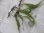 画像2: Microsorum pteropus Minganao【LA1023-01Z】 (2)