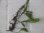 画像1: Microsorum pteropus Minganao【LA1023-01Z】 (1)